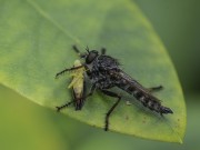 roofvlieg met cicade